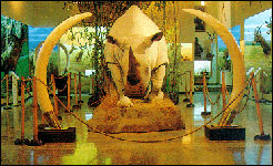 Museo de Caza Benito Albarrán