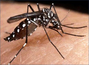 Mosquito del Dengue